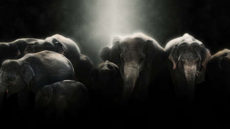 Digital photo manipulation of elephants in Sri Lankaの写真素材