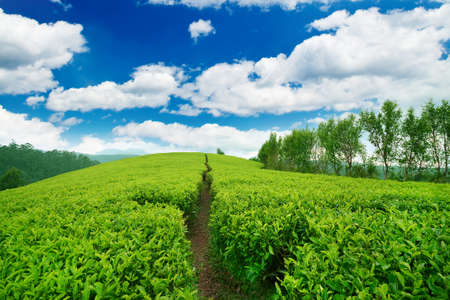 Tea plantation in sunset time. Nature backgroundの写真素材