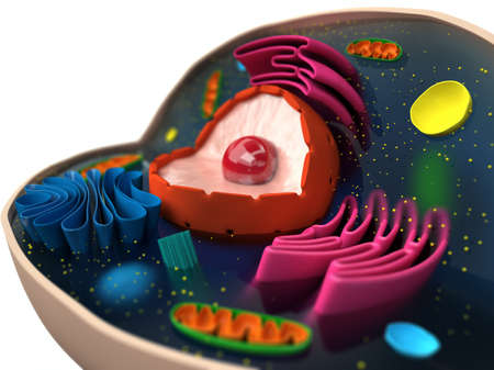 The structure of a biological cell  macro 
