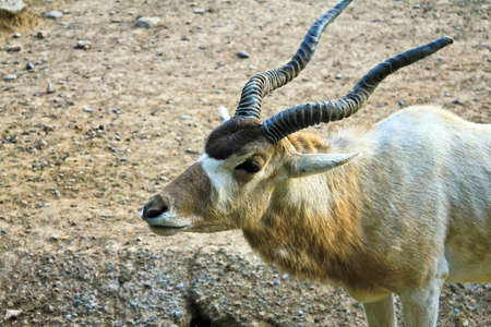 Portrait of Addax nasomaculatus antelopeの写真素材