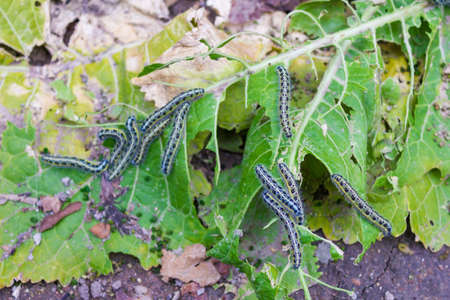 Leaf destroyed by a group of caterpillars
