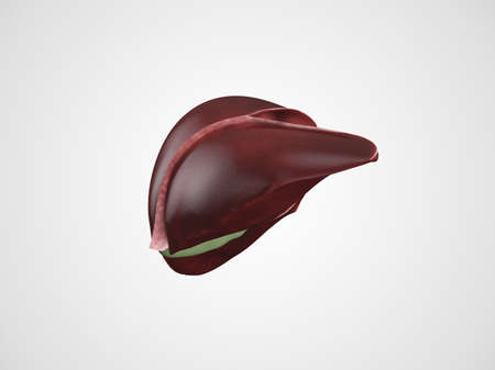 Realistic anatomical model of healthy human liver with gallbladder isolated on whiteの写真素材