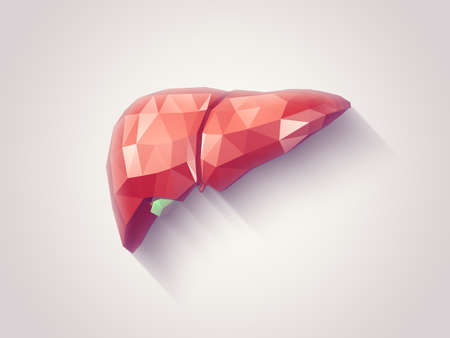 Illustration of human liver with faceted low-poly geometry effectの写真素材