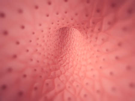 Inside space of empty healthy human anatomical vessel, endothelium cells