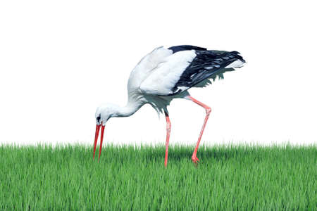 White stork on green grass isolated on white backgroundの写真素材