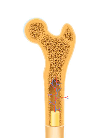 Anatomy of human bone spongy structure vector illustrationのイラスト素材