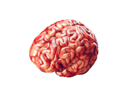 Realistic 3d Illustration of human brain with blood vessels isolated on white