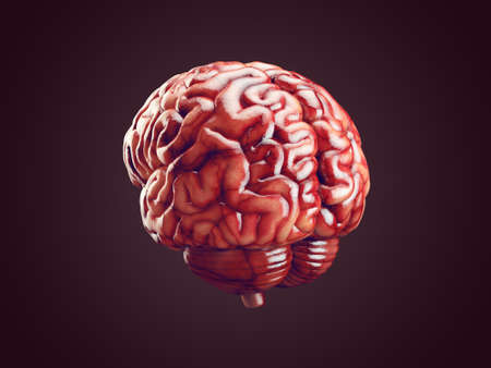 Realistic 3d Illustration of human brain with blood vessels isolated