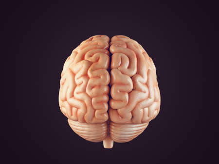 Realistic 3d Illustration of human brain front view isolated on black