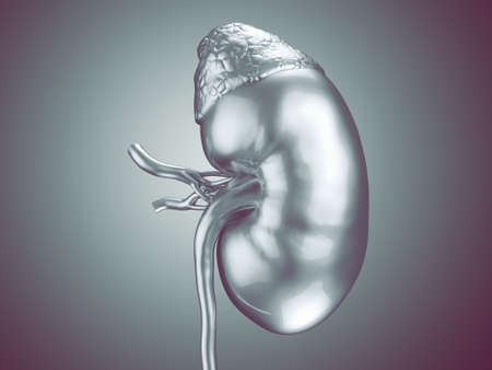3d illustration of human kidney with adrenal gland and vessels made of metalの写真素材