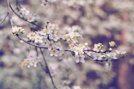 Fruit tree blossom, selective focus on branch of flowers, closeup