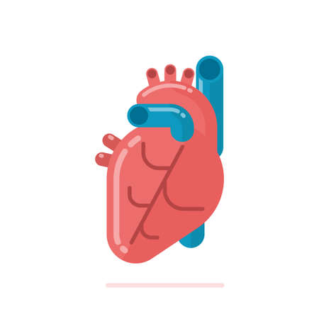 Flat design illustration of healthy human heart isolated on whiteのイラスト素材