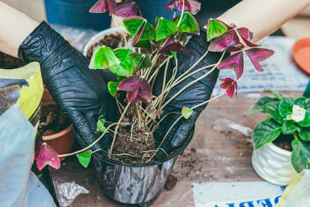 Woman care about home plants using shovel. Indoor gardening hobby. Selective focus.の写真素材