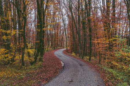 Beautiful road on late fall with alps in Bohinj, Slovenia