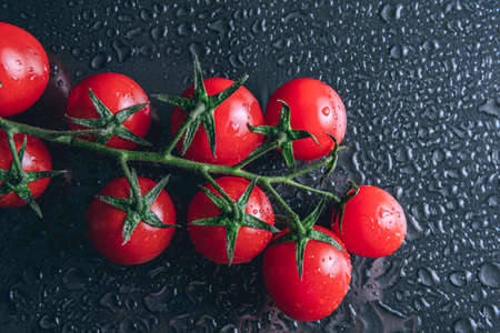 Studio shot of ripe branch of cherry tomatoes covered by water drops isolated on black backgroundの写真素材