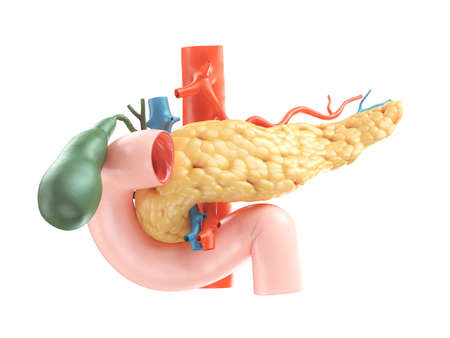 Anatomically accurate illustration of human pancreas with gallbladder, duodenum and blood vessels....