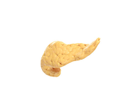 Anatomically accurate illustration of human pancreas isolated on white. Side view. 3d renderingの写真素材