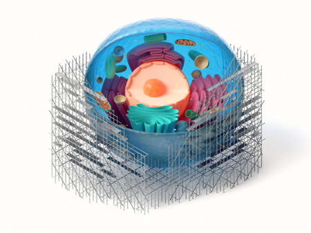 3d rendering of animal cell cross section with scaffoldings isolated on white. Biological cell...