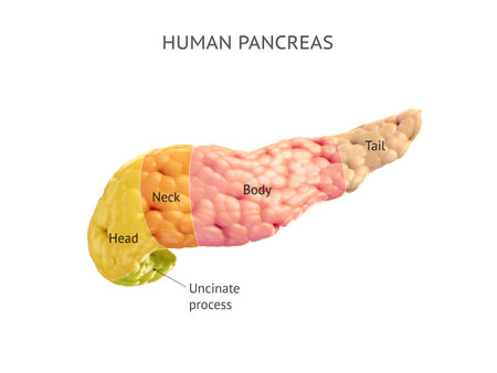Anatomically accurate illustration of human pancreas isolated on white with properly text captions. 3d renderingの写真素材