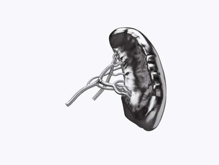3d illustration of human spleen made of metal isolated on white backgroundの写真素材