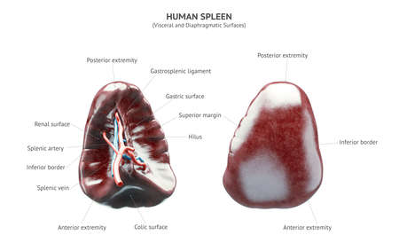 Anatomically accurate realistic 3d illustration of human internal organ - spleen isolated on white...