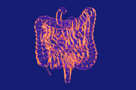 Human intestine made of glass. 3D rendering of large and small intestine in vivid neon huesの写真素材