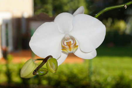 An orchid in closeupの写真素材