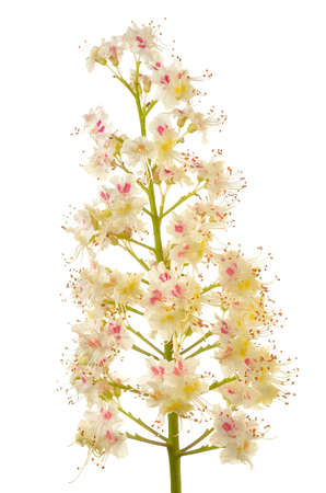 Chestnut branch with flowersの写真素材