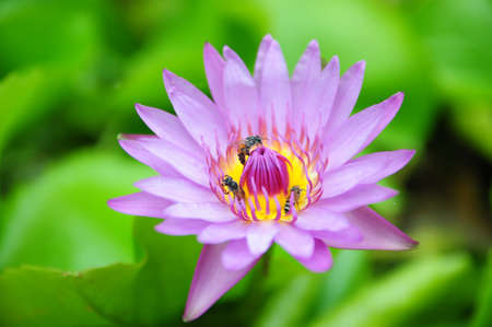 Lotusの写真素材