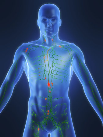 lymphatic system