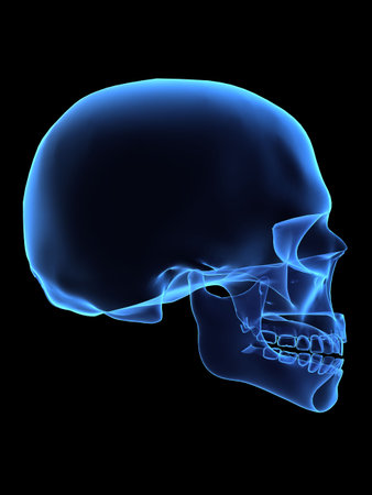 human skullの写真素材