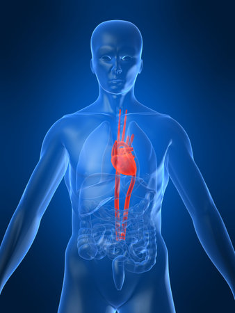 highlighted heartの写真素材