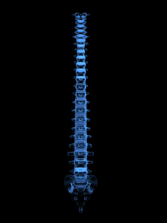 x-ray spine