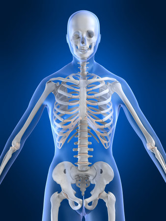 female skeleton