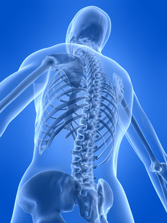 human skeletal back