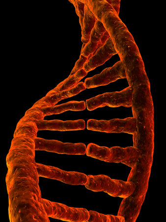 dna model