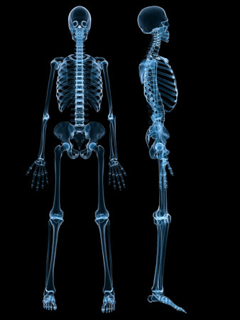 human skeleton