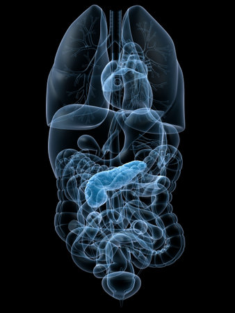 human pancreas