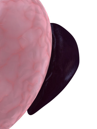 human spleenの写真素材