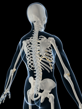 human skeleton