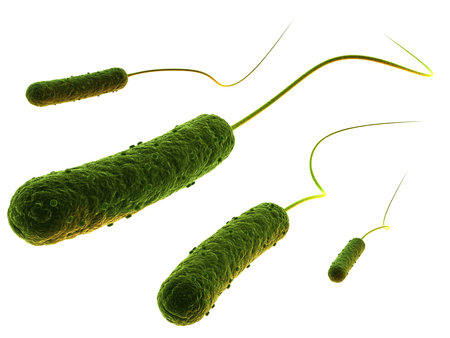 rod shaped bacteriaの写真素材