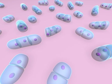chondrocytes