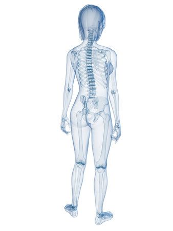 transparent female body with skeletal system