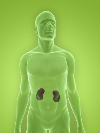 transparent body with kidneys の写真素材