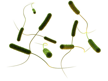 rod shaped bacteriaの写真素材