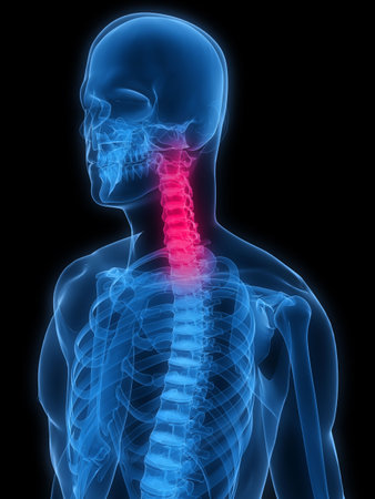 human skeleton with highlighted neckの写真素材