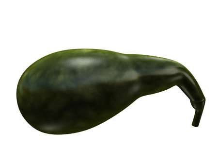 human gall bladderの写真素材