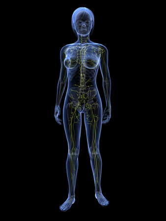 transparent female body with lymphatic systemの写真素材
