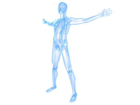 male skeletonの写真素材