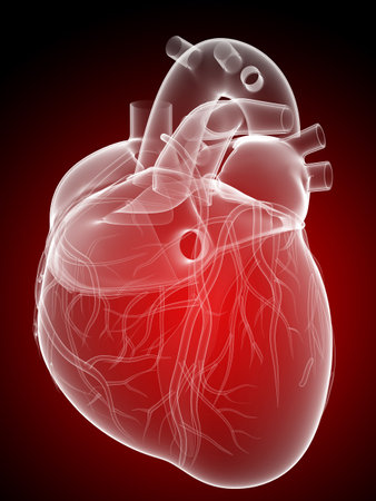 human heart - anatomy human heart - anatomy